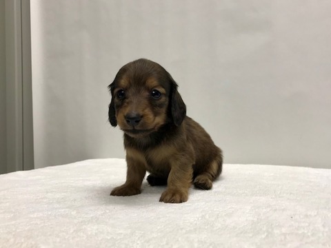 0430g