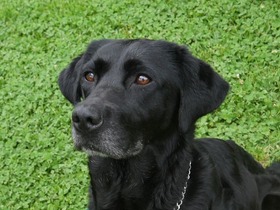母犬