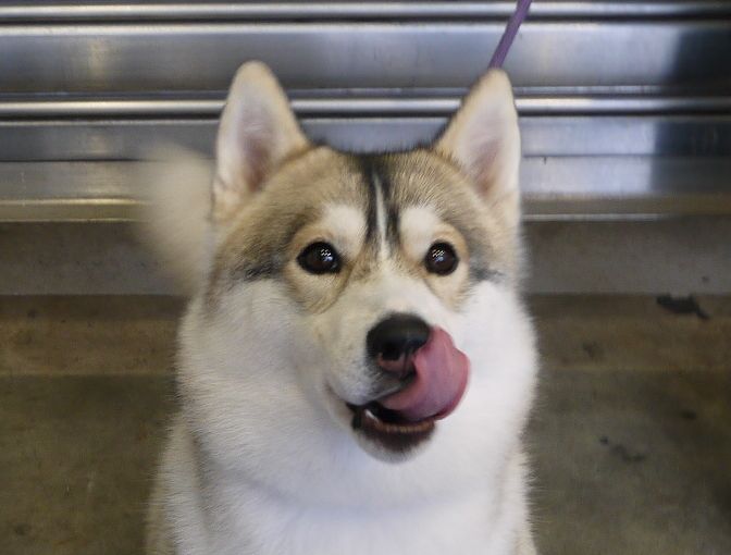 イベント ちょびっとブログ