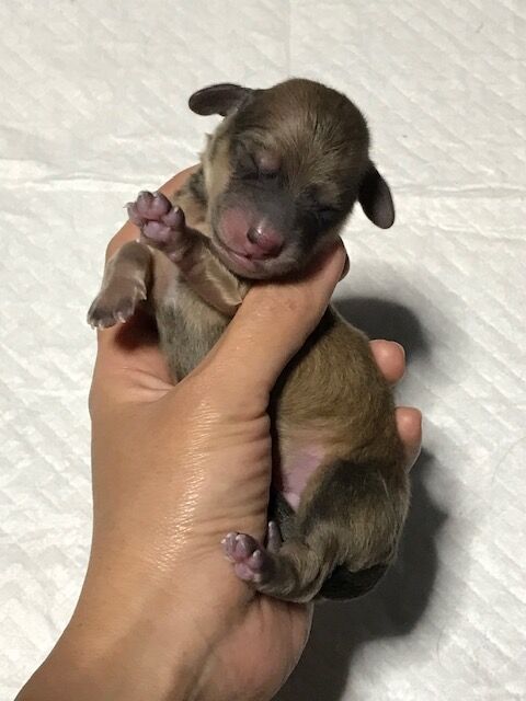 Mダックス赤ちゃんの時の写真 ちょびっとブログ