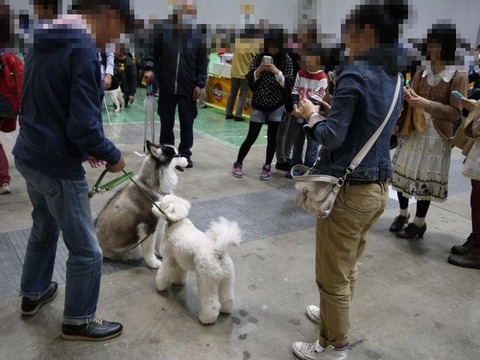 ドッグショー続き6