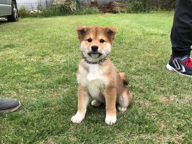 柴犬男の子のオーナー様募集してます ちょびっとブログ