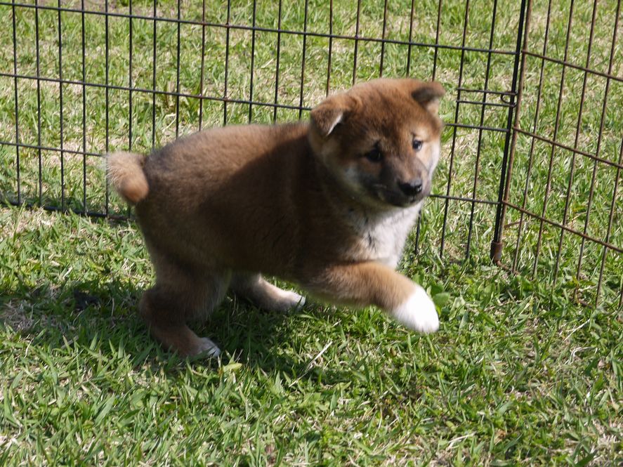 子犬情報 タレ目の柴犬くん ちょびっとブログ