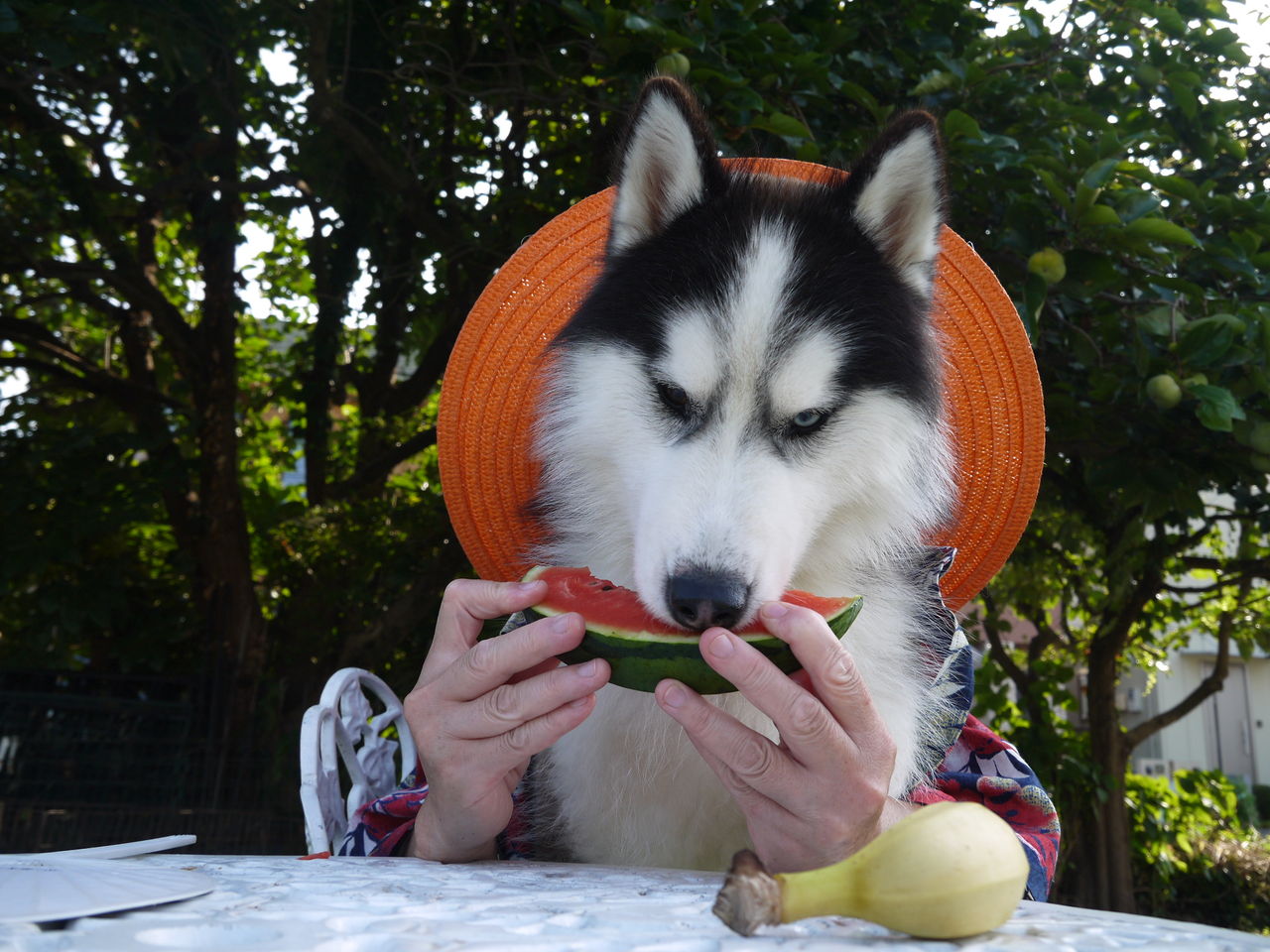 夏だ スイカだ チョビ動画 ちょびっとブログ 夏だ スイカだ チョビ動画 ちょびっとブログ