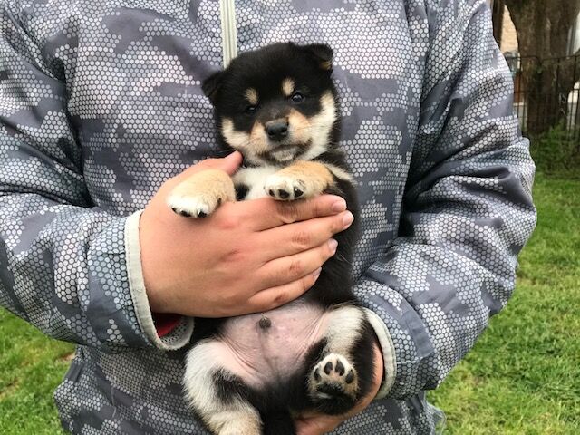柴犬の子供達あと女の子ひとりです ちょびっとブログ 柴犬の子供達あと女の子ひとりです ちょびっとブログ