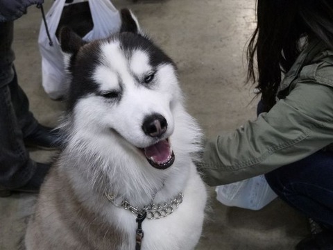 ドッグショー5
