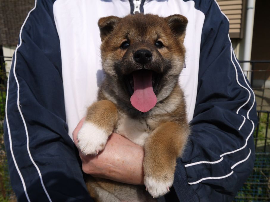 子犬情報 タレ目の柴犬くん ちょびっとブログ