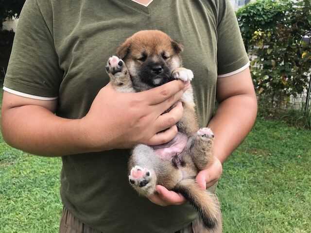 現在の仔犬情報 柴犬とダックス ちょびっとブログ 現在の仔犬情報 柴犬とダックス ちょびっとブログ