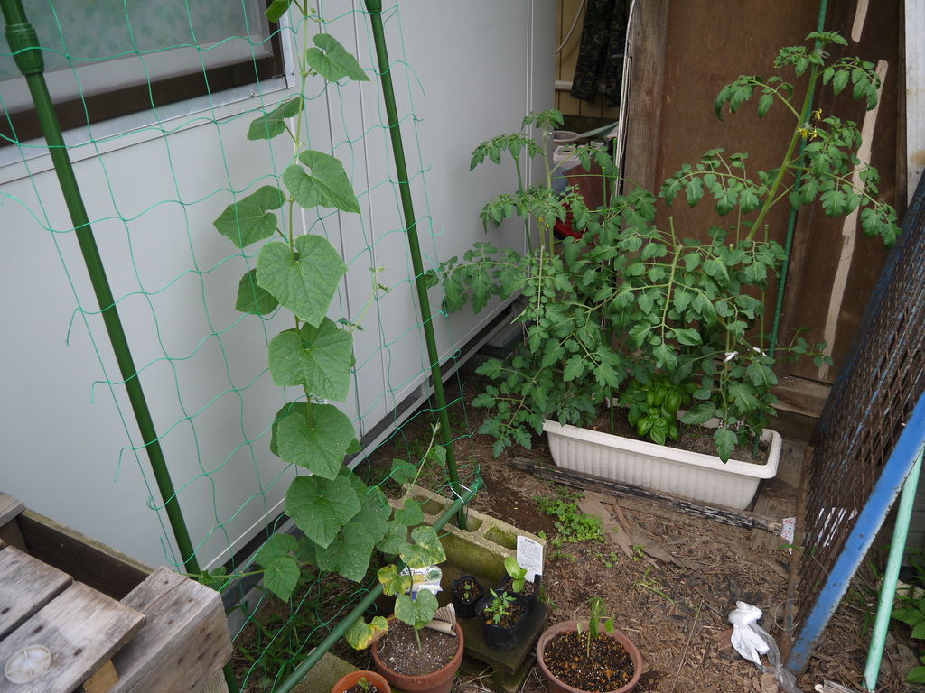 かていさいえん キワーノ ちょびっとブログ