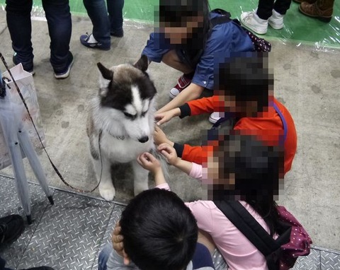 ドッグショー続き1