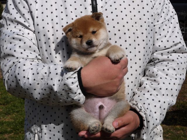 柴犬の子供たちオーナー様募集します ちょびっとブログ