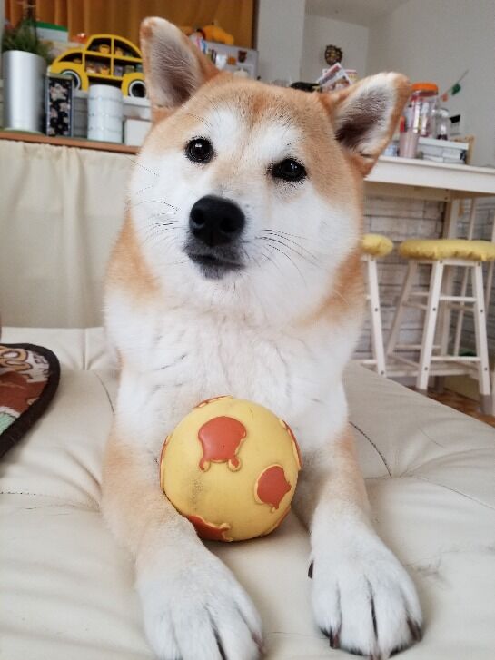 ねんじゅうにがつ ちょびっとブログ ねんじゅうにがつ ちょびっとブログ