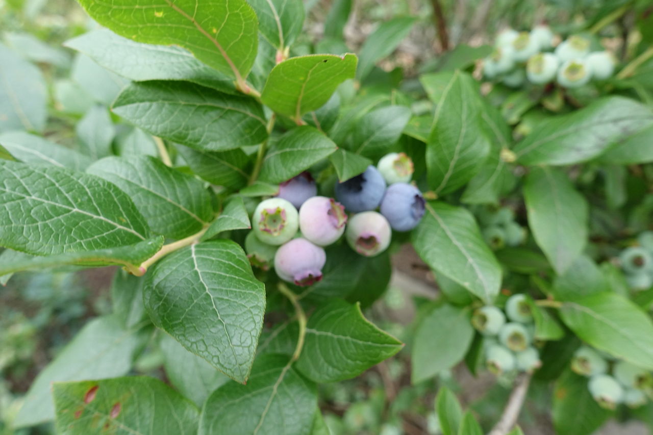 ブルーベリー摘み 遠くまで ブルーベリー摘み 遠くまで