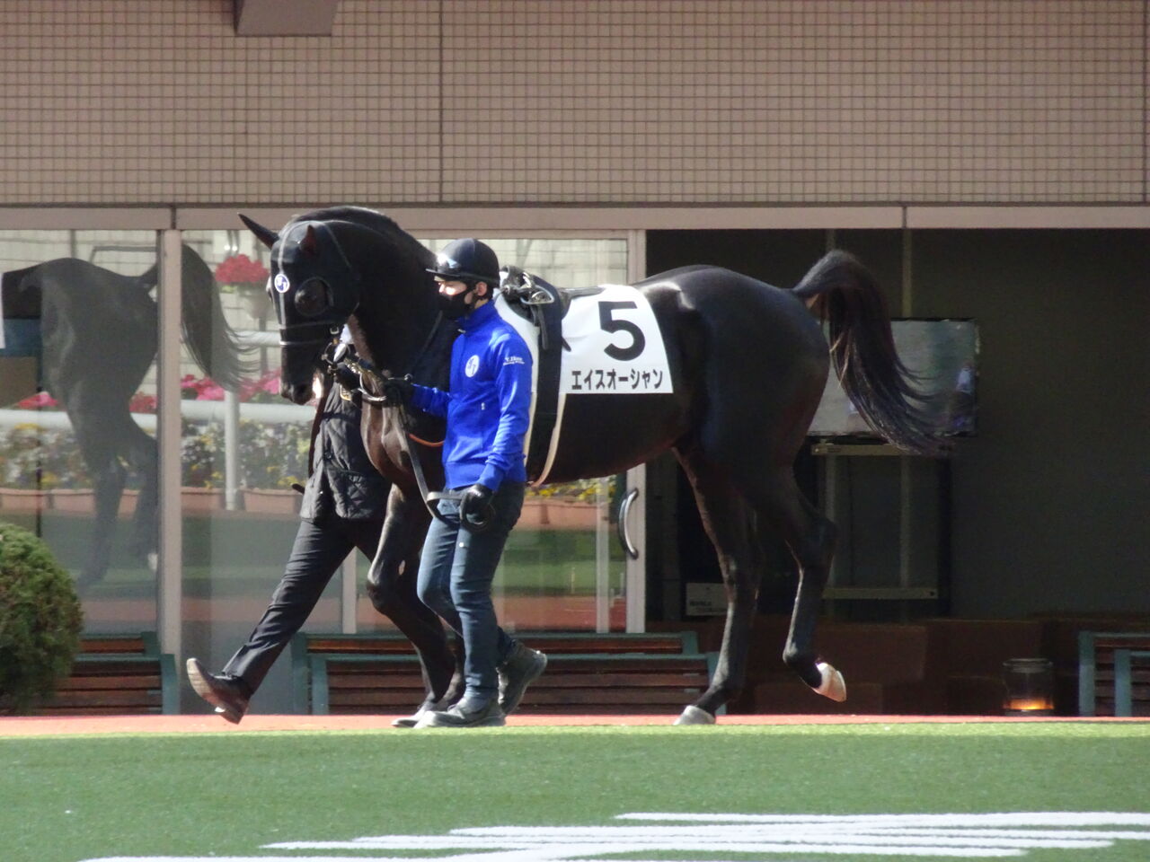 ゆりかもめ賞出走予定馬 遠くまで ゆりかもめ賞出走予定馬 遠くまで