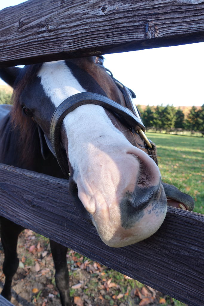 牧場見学18霜月イスラボニータ その2 やっぱりカメラ大好き 遠くまで