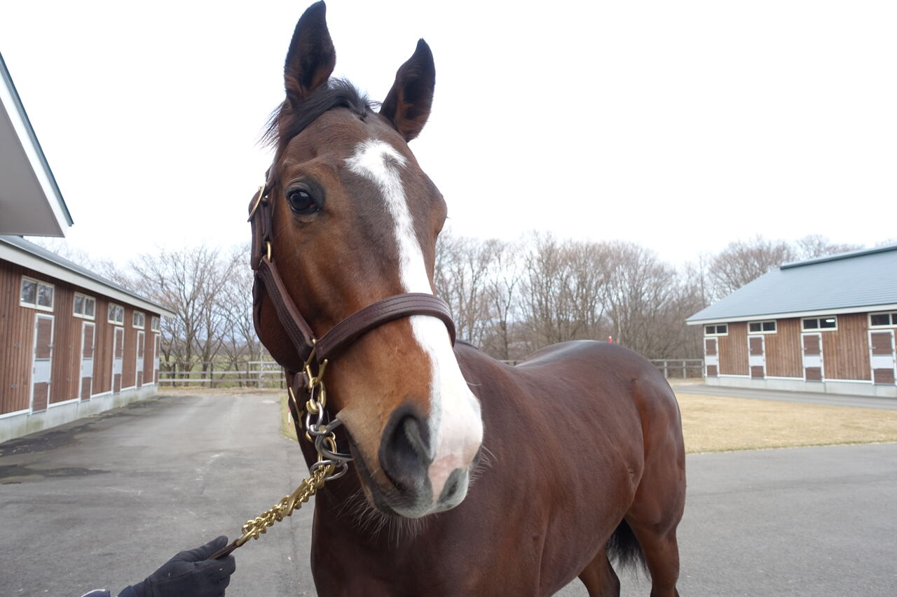 21年度募集馬 馬名応募しました 遠くまで