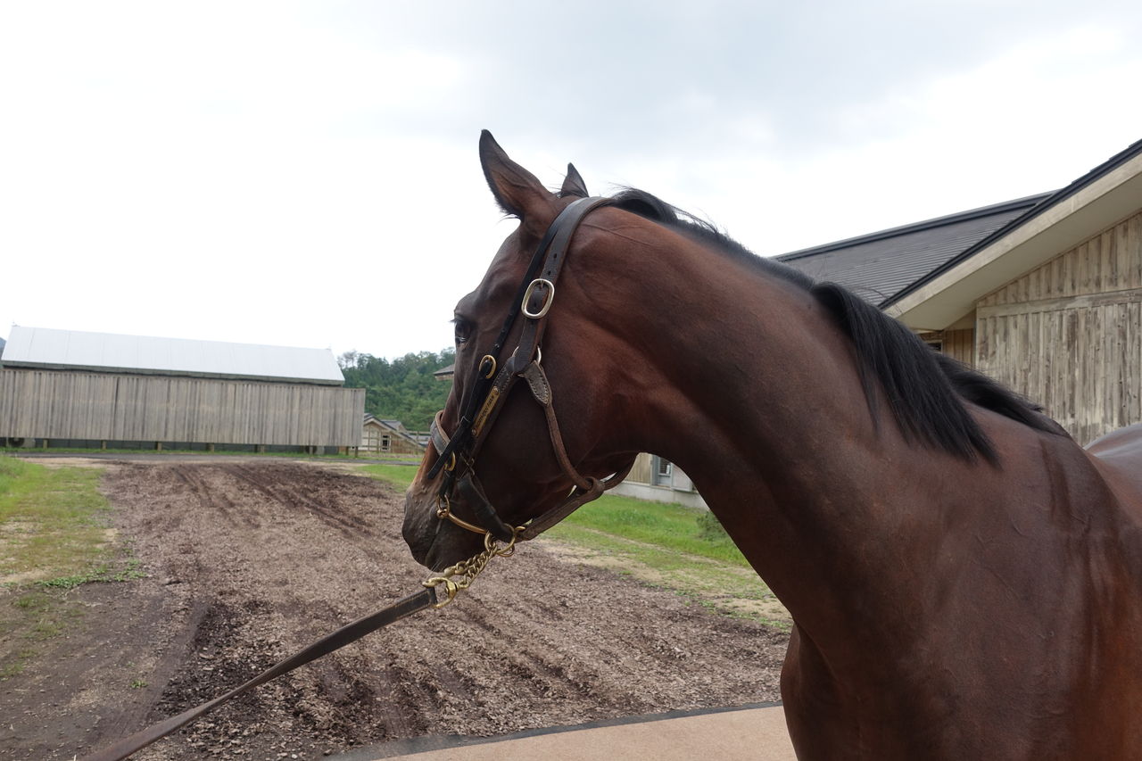 19年9月ノーザンファームしがらき見学 遠くまで 19年9月ノーザンファームしがらき見学 遠くまで