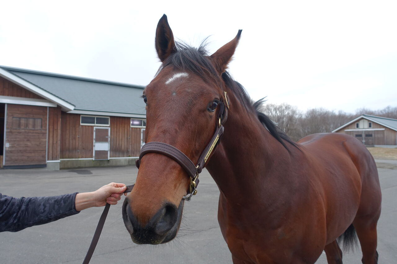 21年度募集馬 馬名応募しました 遠くまで 21年度募集馬 馬名応募しました 遠くまで