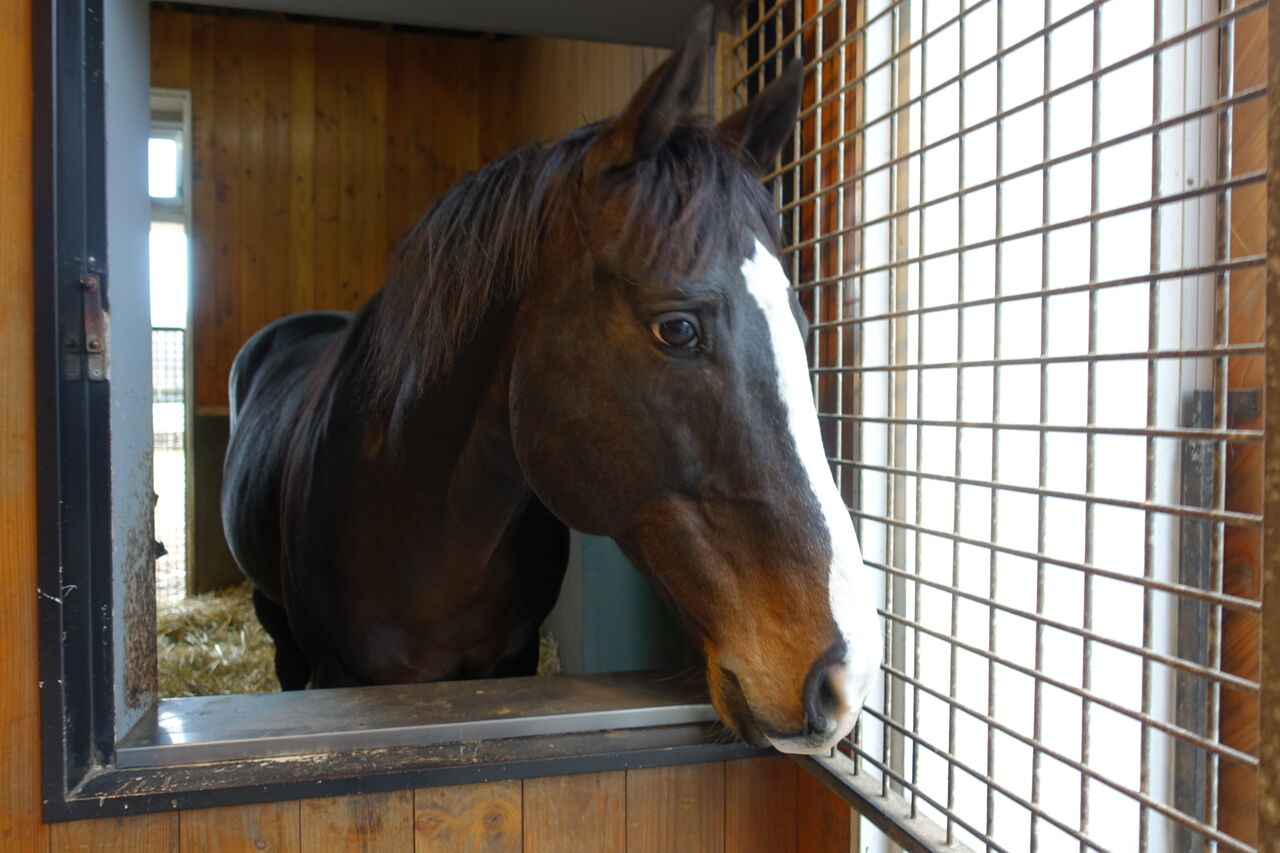牧場見学21師走 イスラボニータ 遠くまで