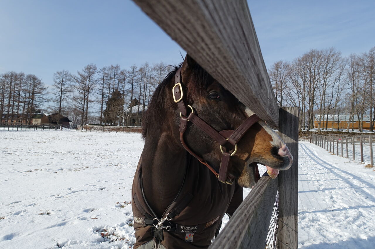 アンド モルタル ブリックス