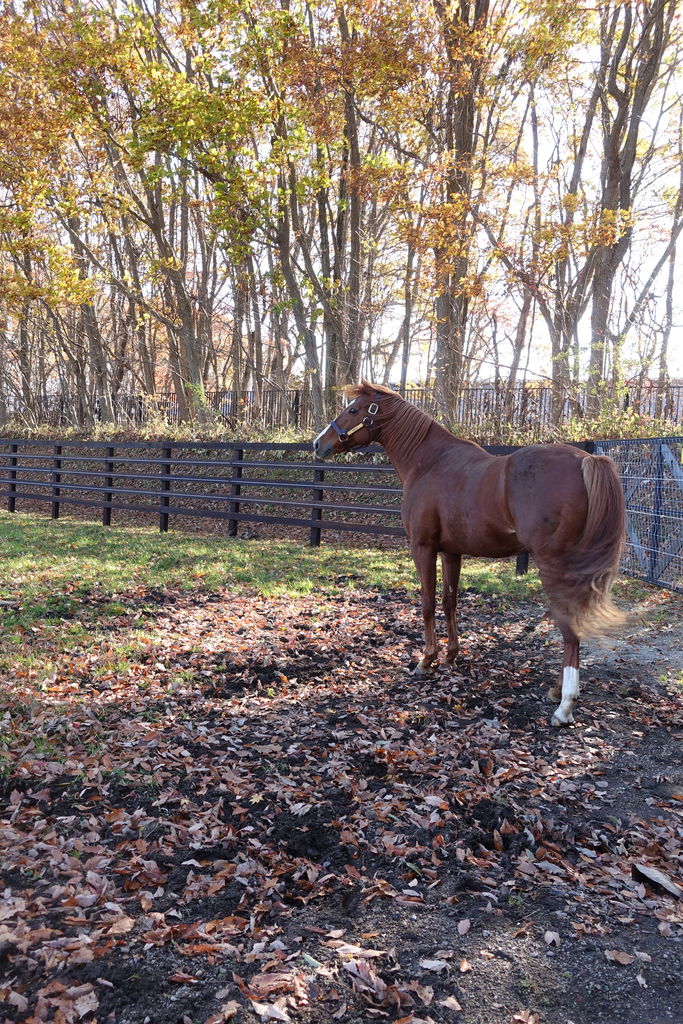 牧場見学18霜月イスラボニータ その１ 優しくない先輩たち 遠くまで