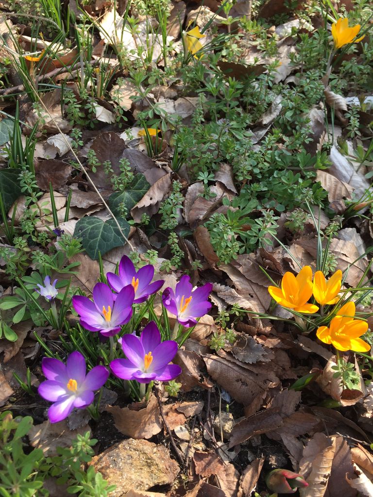 黄と紫の誘惑 遠くまで 黄と紫の誘惑 遠くまで