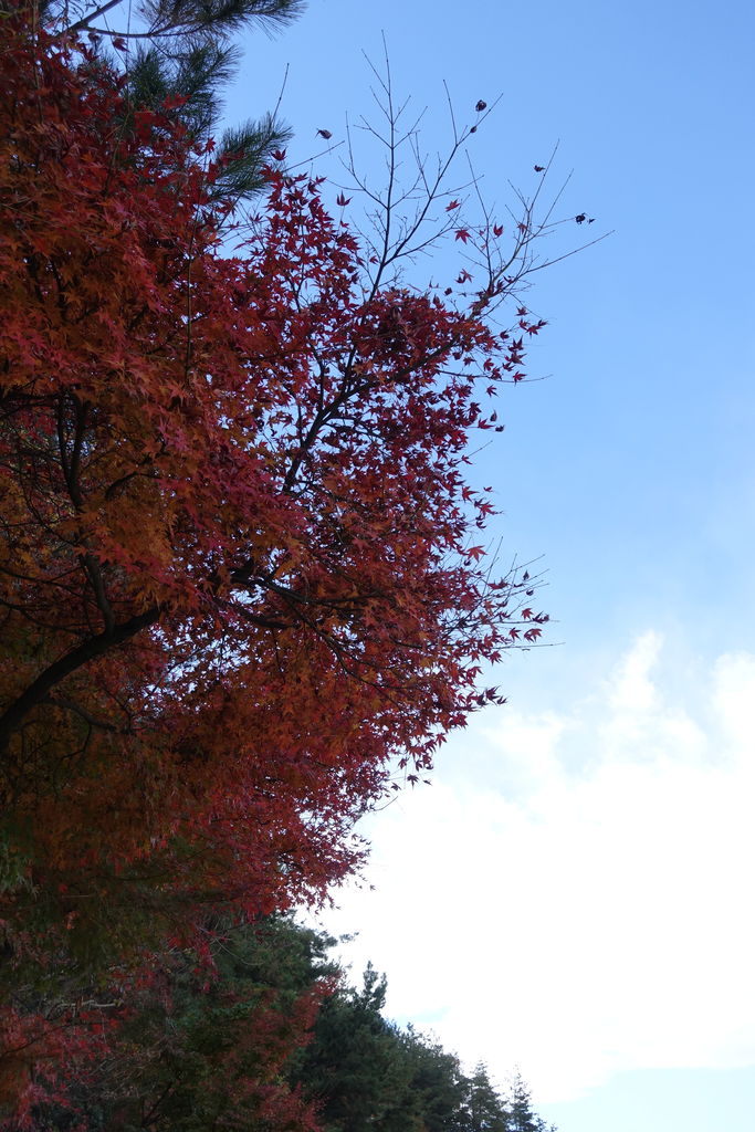 18年11月ノーザンファームしがらき見学 遠くまで 18年11月ノーザンファームしがらき見学 遠くまで