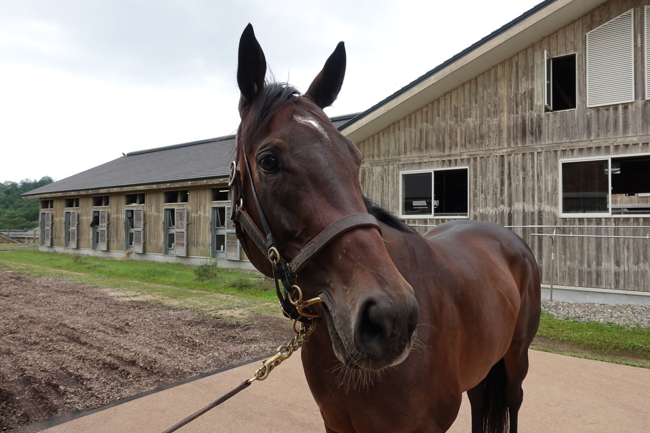 19年9月ノーザンファームしがらき見学 遠くまで 19年9月ノーザンファームしがらき見学 遠くまで