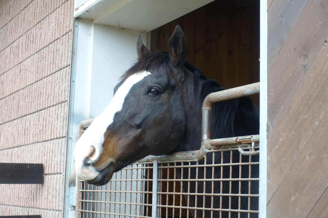 牧場見学21師走 イスラボニータ 遠くまで