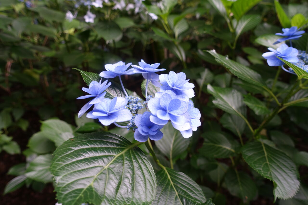 紫陽花の花手水 遠くまで 紫陽花の花手水 遠くまで