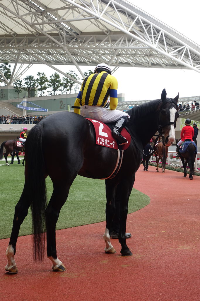 牧場見学18初春 その1 イスラボニータ編 写真追加あり 遠くまで