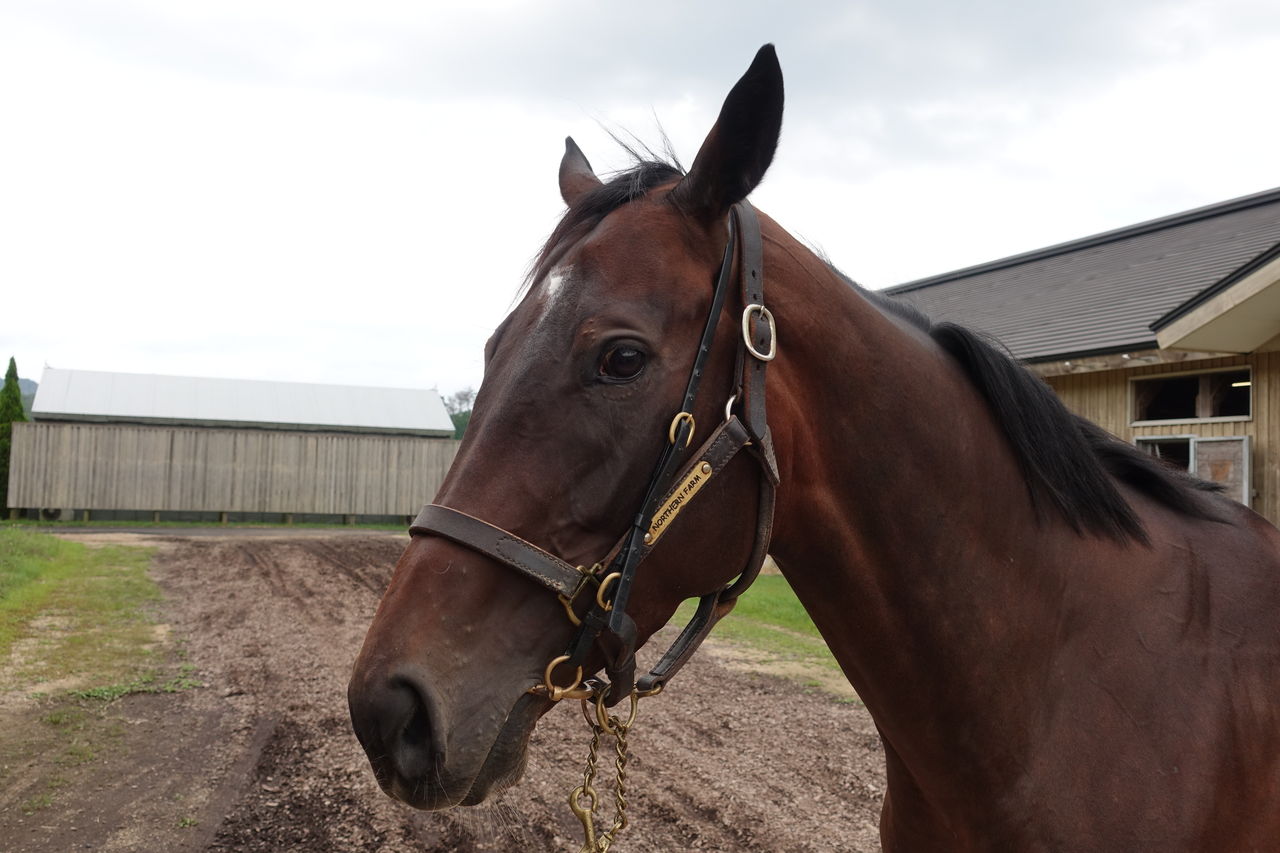 19年9月ノーザンファームしがらき見学 遠くまで 19年9月ノーザンファームしがらき見学 遠くまで