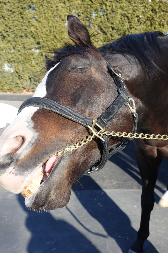 牧場見学18初春 その1 イスラボニータ編 写真追加あり 遠くまで