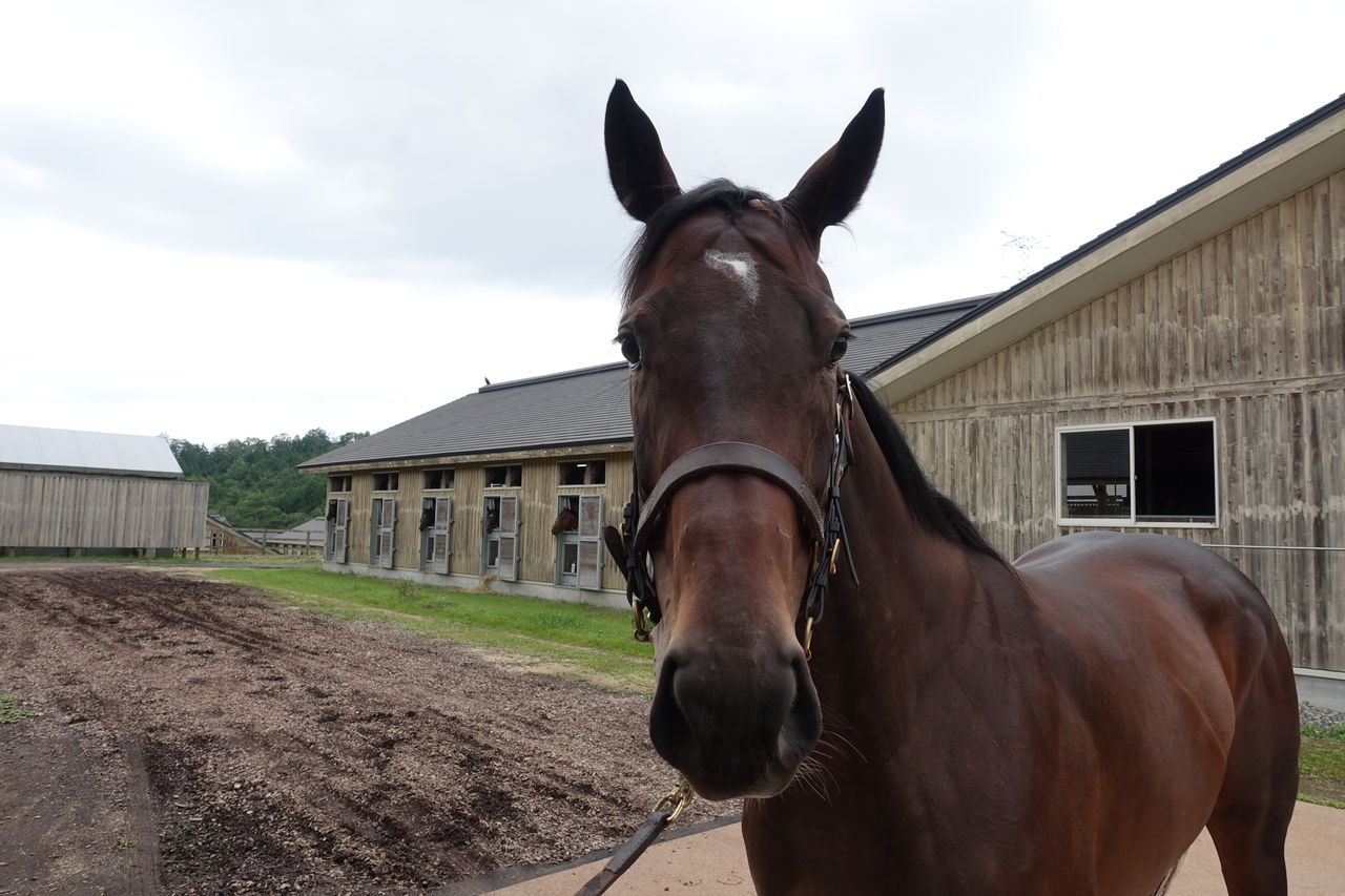19年9月ノーザンファームしがらき見学 遠くまで 19年9月ノーザンファームしがらき見学 遠くまで
