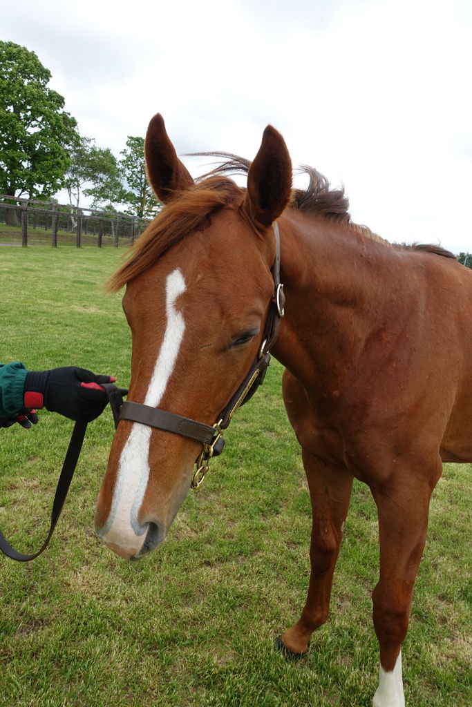 ラダームブランシェの17 遠くまで