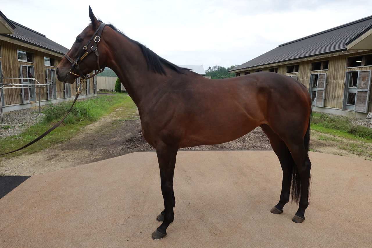 19年9月ノーザンファームしがらき見学 遠くまで 19年9月ノーザンファームしがらき見学 遠くまで