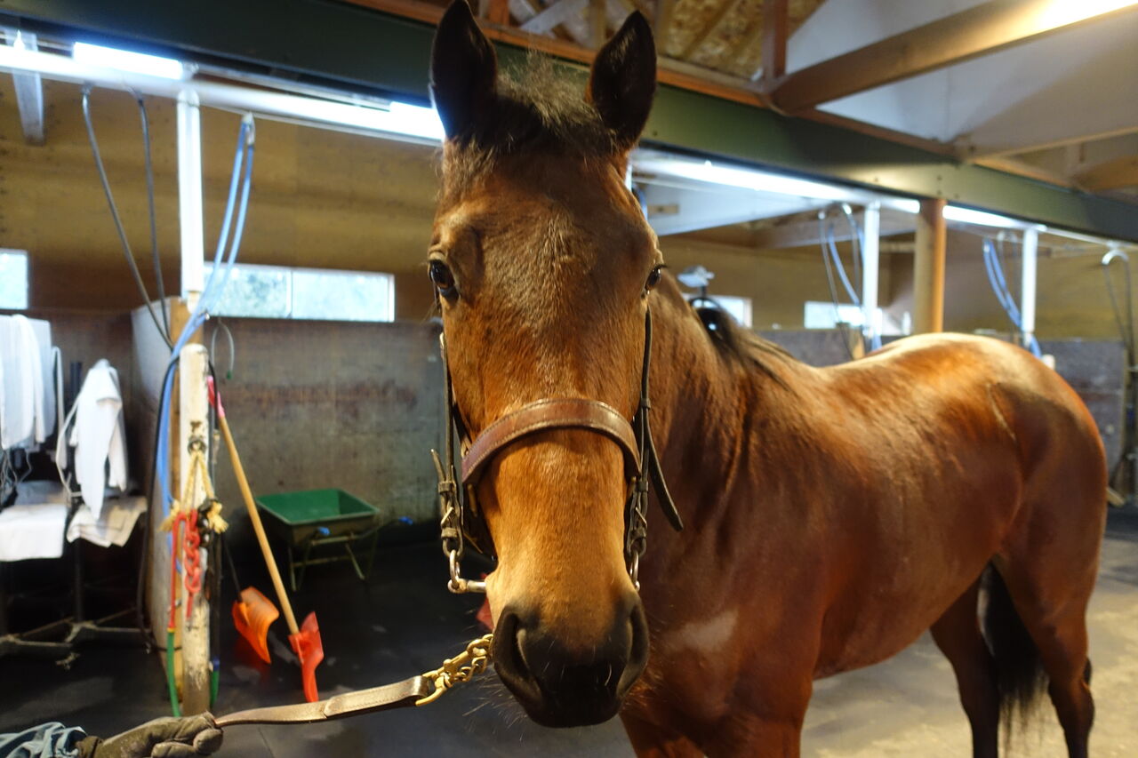 年度募集馬 馬名応募しました 遠くまで