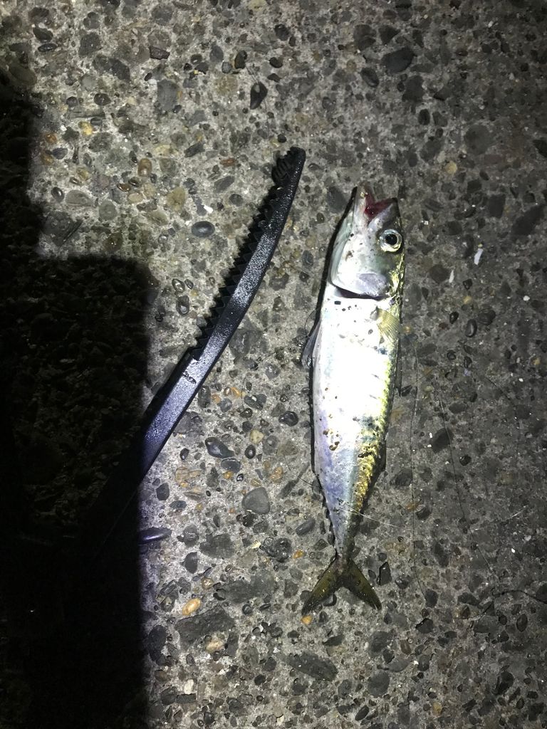お盆休み最終のアジ釣りは じょんていらーの釣日記 Vol 274 神奈川県某所b地点19 08 19 じょんていらーの釣日記 お盆休み最終のアジ釣りは じょんていらーの釣日記 Vol 274 神奈川県某所b地点19 08 19 じょんていらーの釣日記
