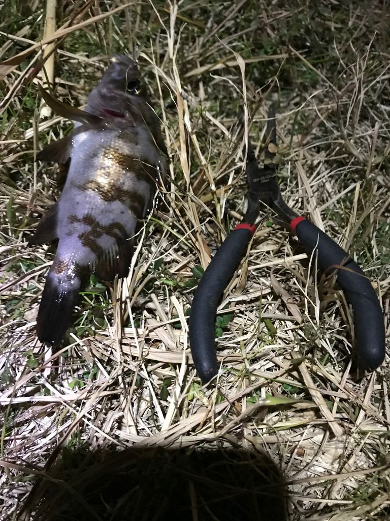 前打ちで挑戦 んが しかし 厳しい釣果となりました じょんていらーの釣日記 Vol 1 神奈川某所b地点18年1月19日 じょんていらーの釣日記