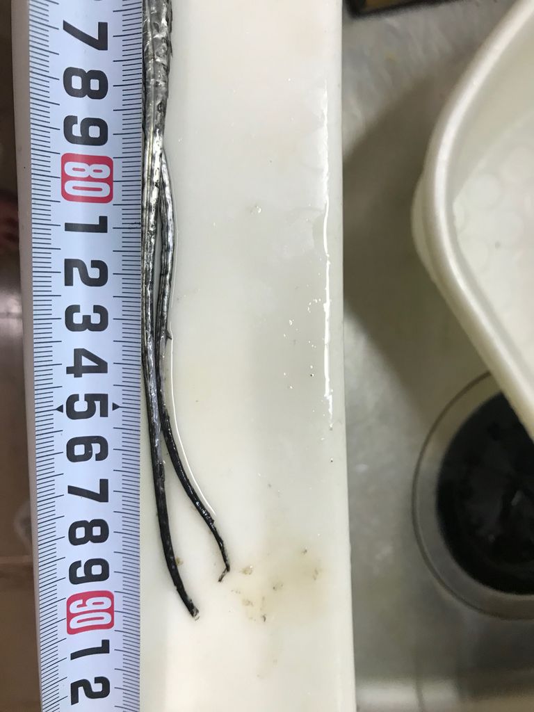実りの秋 念願の太刀魚釣れました じょんていらーの釣日記 Vol 294 神奈川県某所b地点19 10 19 じょんていらーの釣日記