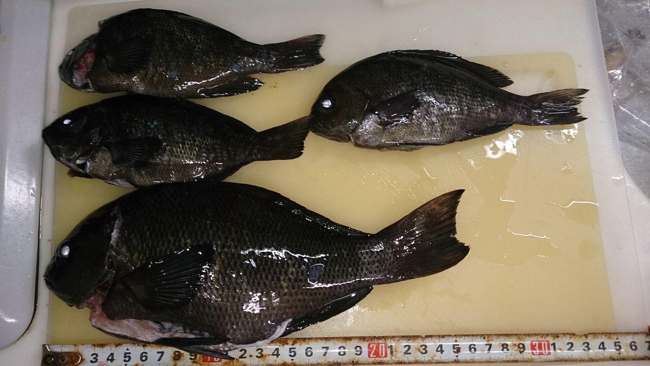 イシモチ祭り じょんていらーの釣日記 Vol 69 5月15日神奈川県某所a地点 じょんていらーの釣日記 イシモチ祭り じょんていらーの釣日記 Vol 69 5月15日神奈川県某所a地点 じょんていらーの釣日記