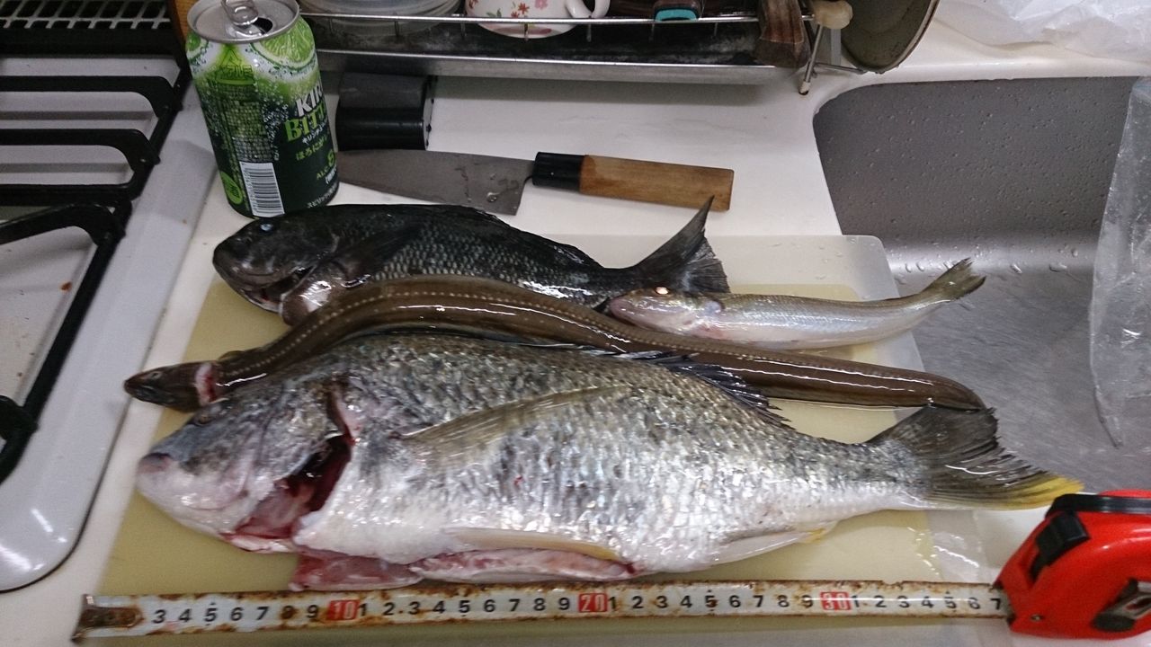 投げ釣りも来てるじゃん キビレとアナゴとキス 浮きとセットで五目達成 じょんていらーの釣日記 Vol 73 6月3日神奈川県某所a地点 じょんていらーの釣日記 投げ釣りも来てるじゃん キビレとアナゴとキス 浮きとセットで五目達成 じょんていらーの釣日記 Vol 73 6月3日神奈川県某所a地点 じょんていらーの釣日記
