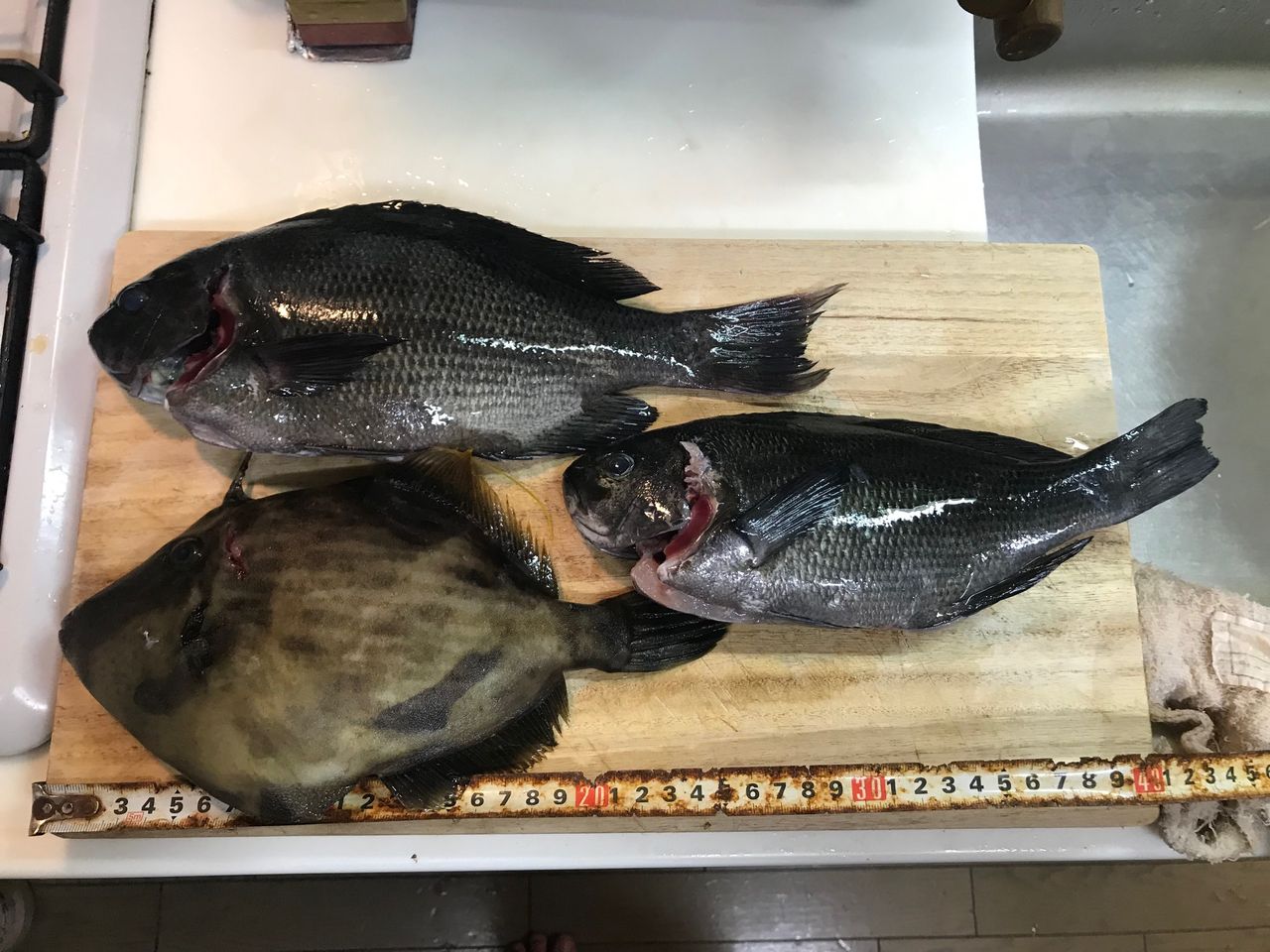 遠征 富浦の渡船で初磯 カワハギ肝醤油に感動しました じょんていらーの釣日記 Vol 243 富浦大房岬モッソー18 11 16 じょんていらーの釣日記 遠征 富浦の渡船で初磯 カワハギ肝醤油に感動しました じょんていらーの釣日記 Vol 243 富浦大房岬モッソー18 11 16 じょんていらーの釣日記