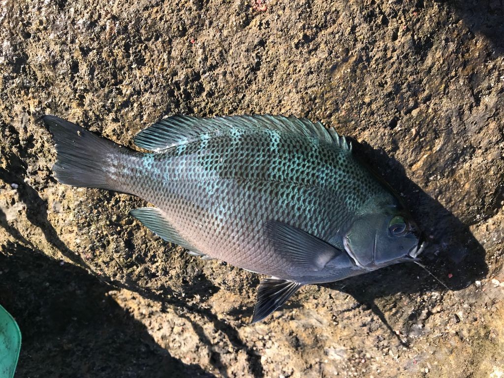 遠征 富浦の渡船で初磯 カワハギ肝醤油に感動しました じょんていらーの釣日記 Vol 243 富浦大房岬モッソー18 11 16 じょんていらーの釣日記 遠征 富浦の渡船で初磯 カワハギ肝醤油に感動しました じょんていらーの釣日記 Vol 243 富浦大房岬モッソー18 11 16 じょんていらーの釣日記