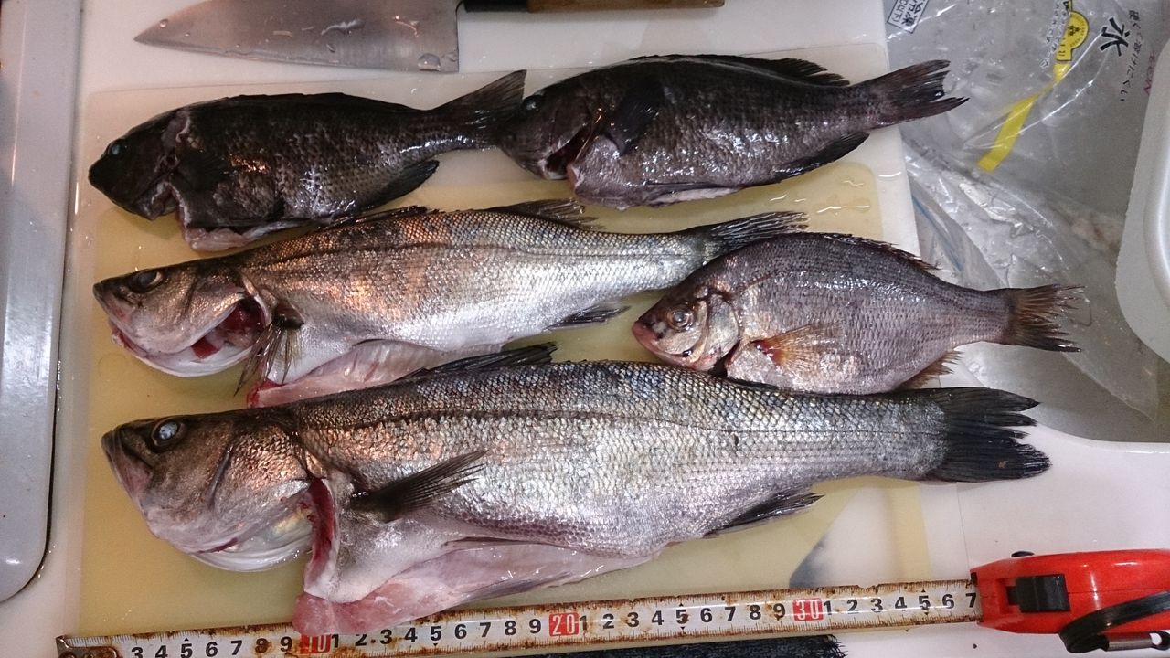 やっぱり浮き釣りは楽しい フッコ セイゴ メジナ タナゴ じょんていらーの釣日記 Vol 70 5月日神奈川県某所a地点 じょんていらーの釣日記 やっぱり浮き釣りは楽しい フッコ セイゴ メジナ タナゴ じょんていらーの釣日記 Vol 70 5月日神奈川県某所a地点 じょんていらーの釣日記