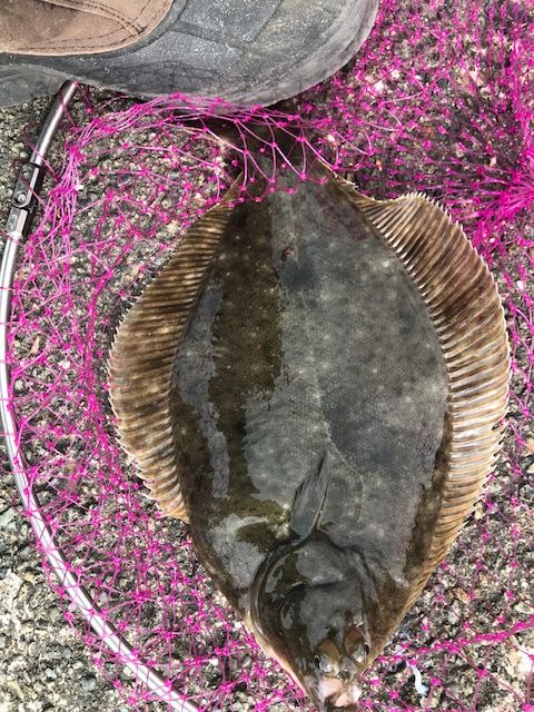 訂正です 遠征 茅ヶ崎ヘッドランドでカレイゲッツ じょんていらーの釣日記 Vol 137 茅ヶ崎ヘッドランド じょんていらーの釣日記 訂正です 遠征 茅ヶ崎ヘッドランドでカレイゲッツ じょんていらーの釣日記 Vol 137 茅ヶ崎ヘッドランド じょんていらーの釣日記