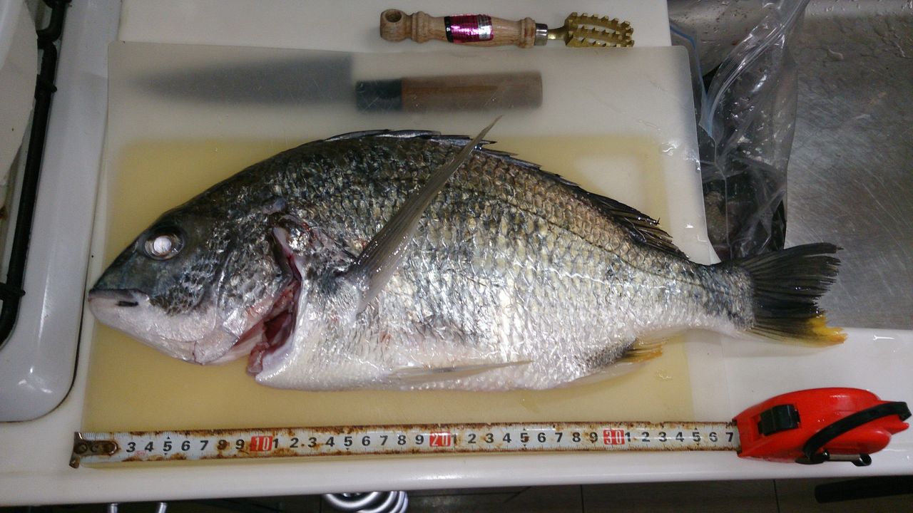 投げ釣りも来てるじゃん キビレとアナゴとキス 浮きとセットで五目達成 じょんていらーの釣日記 Vol 73 6月3日神奈川県某所a地点 じょんていらーの釣日記