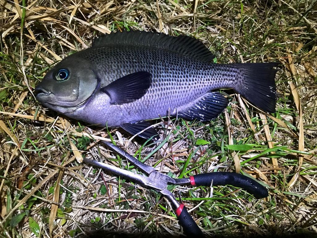 ヘチで感じましたよ お魚 少し湧いて来ましたかね メジナ 海タナゴ メバル じょんていらーの釣日記 Vol 195 神奈川某所b地点18 03 24 じょんていらーの釣日記 ヘチで感じましたよ お魚 少し湧いて来ましたかね メジナ 海タナゴ メバル じょんていらーの釣日記 Vol 195 神奈川某所b地点18 03 24 じょんていらーの釣日記