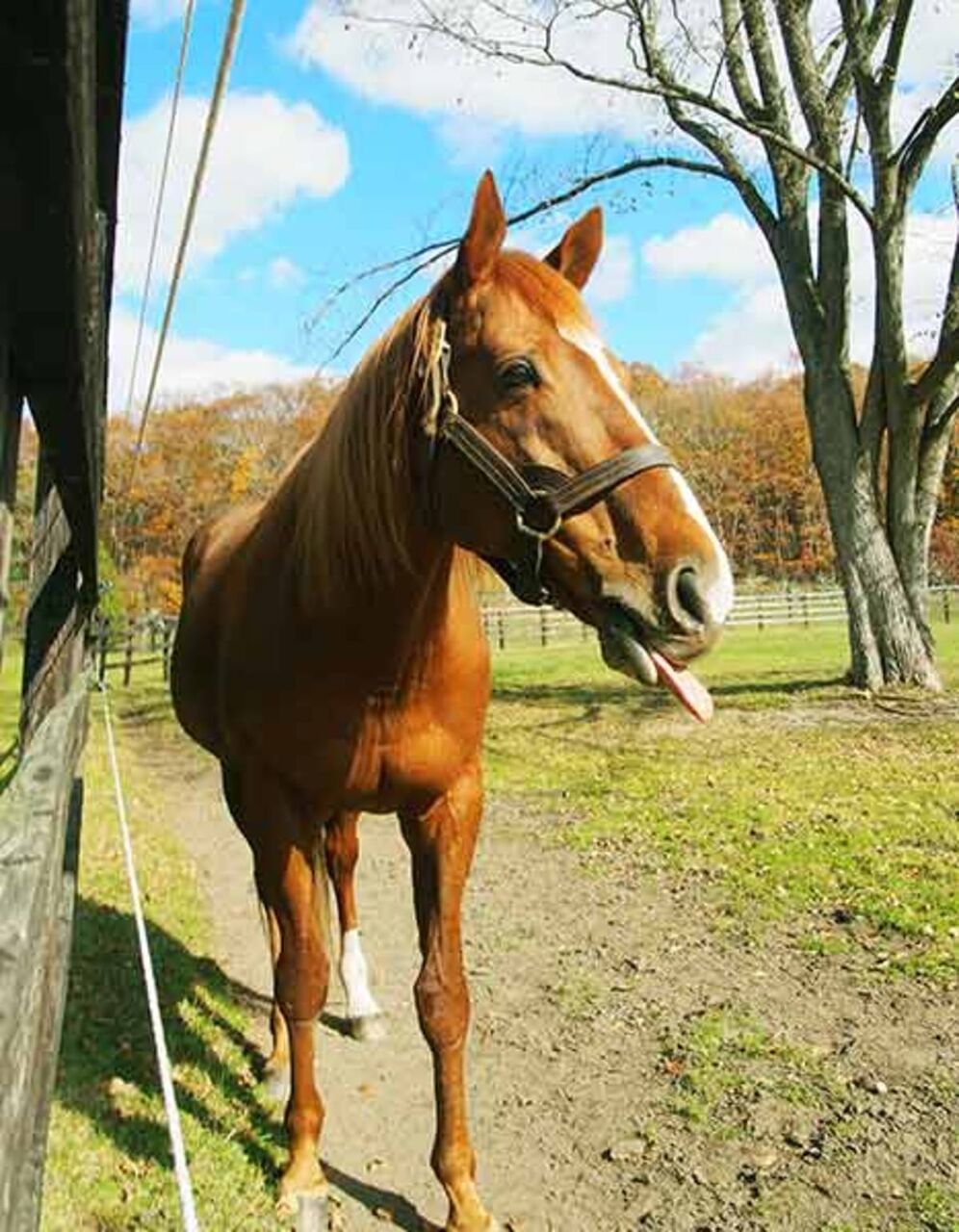 最強馬 De 競馬 日本歴代最強馬ってオルフェーヴルなのか あいこでまね ファクトリー