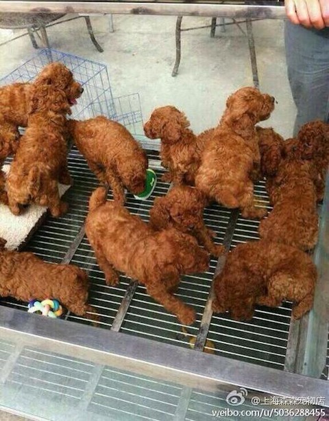 karaage_inu